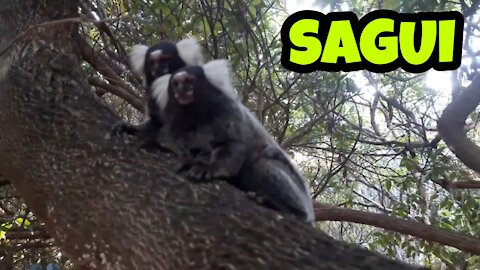 Sagui ou soim