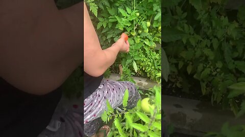 Beautiful mommy Ching Ching picks up the first ripe tomato