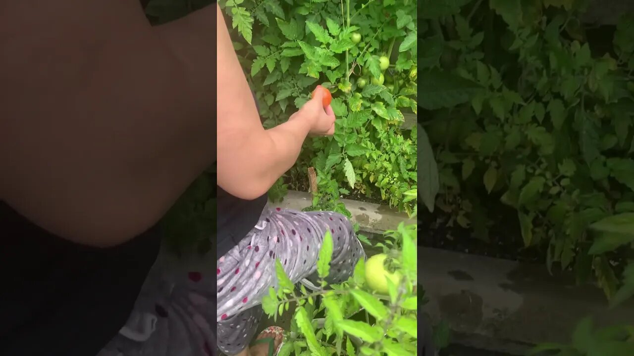 Beautiful mommy Ching Ching picks up the first ripe tomato