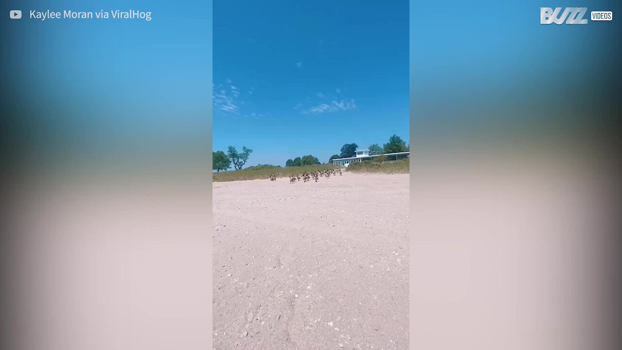 Centenas de gansos invadem praia e surpreendem banhistas