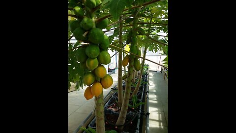 Папайа в квартире на гидропонике в холодном климате. Papaya indoor hydroponics in cold climate.