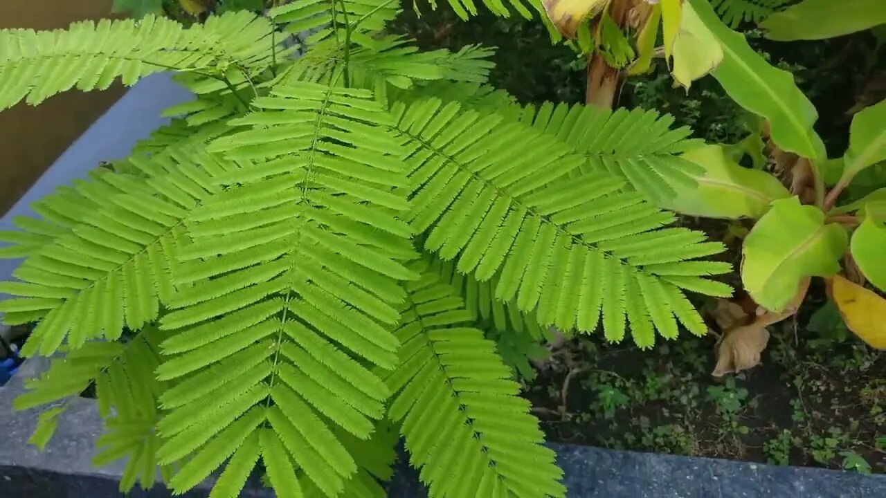 Rooftop Herb Garden BKK