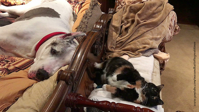 Funny Cat Tries to Impress Sleepy Great Dane