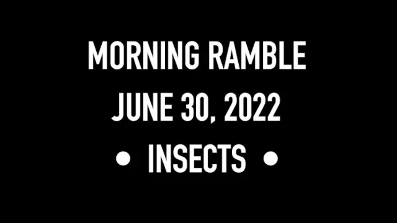 Morning Ramble - 20220630 - Insects