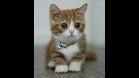 Cute cat