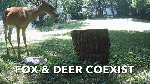 Deer & Fox Coexist