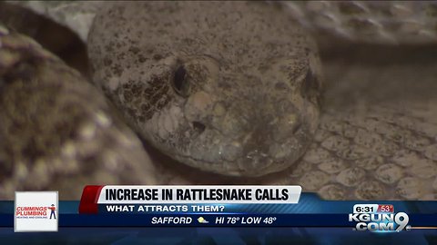 Firefighters experiencing increase in rattlesnake calls