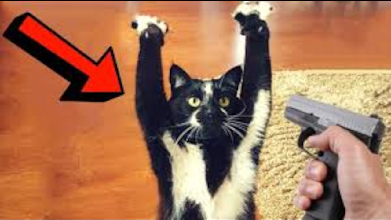 Pug Funny Moments - Cute cat Videos | Pets Funny #funny
