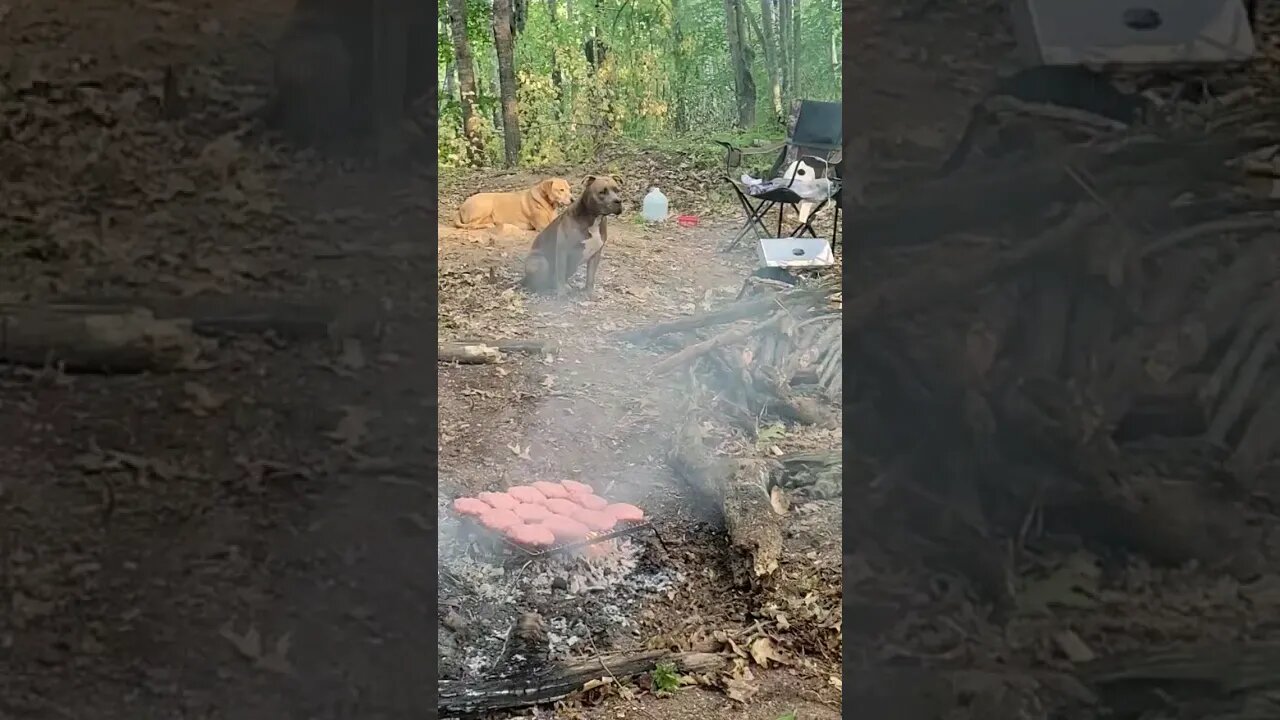 3 Dogs Grillin at the Camp 🏕 #pets #grilling #shorts #camping #nature #dogs #pitbulldog