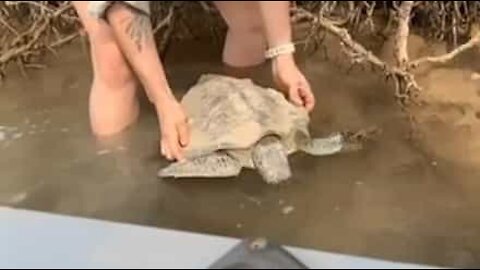 Une famille vole au secours d'une tortue en Australie