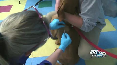 Canine Flu spreading across the U.S.