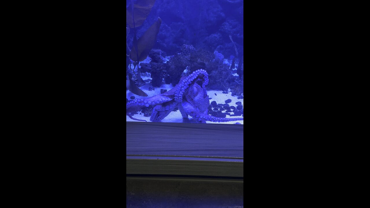 Octopus at Daytona Aquarium