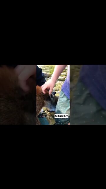 Randi the Blissed-out Coatimundi Goes Goldpanning with the Fam.