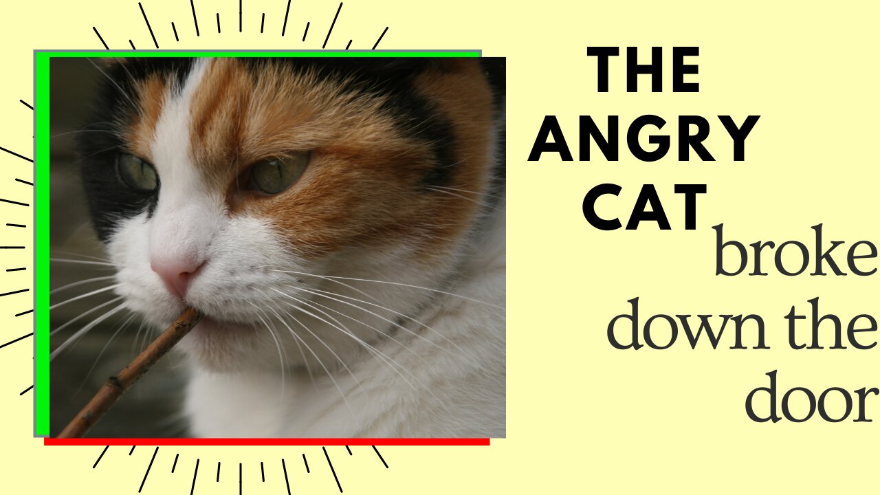 Angry cat