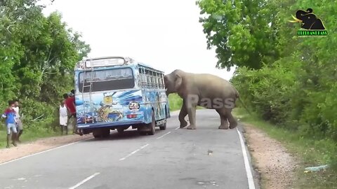 A severe elephant attack on a bus People fall down in fear 1