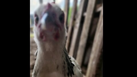 Our Little Roo ♥️ #cute #rooster #adorable #chicken