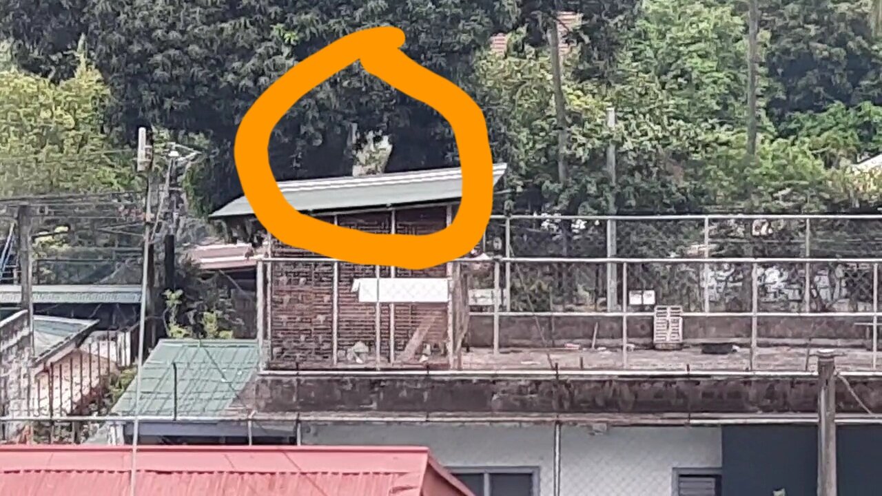 I can't identify this If Uman Or Animals In The Tree