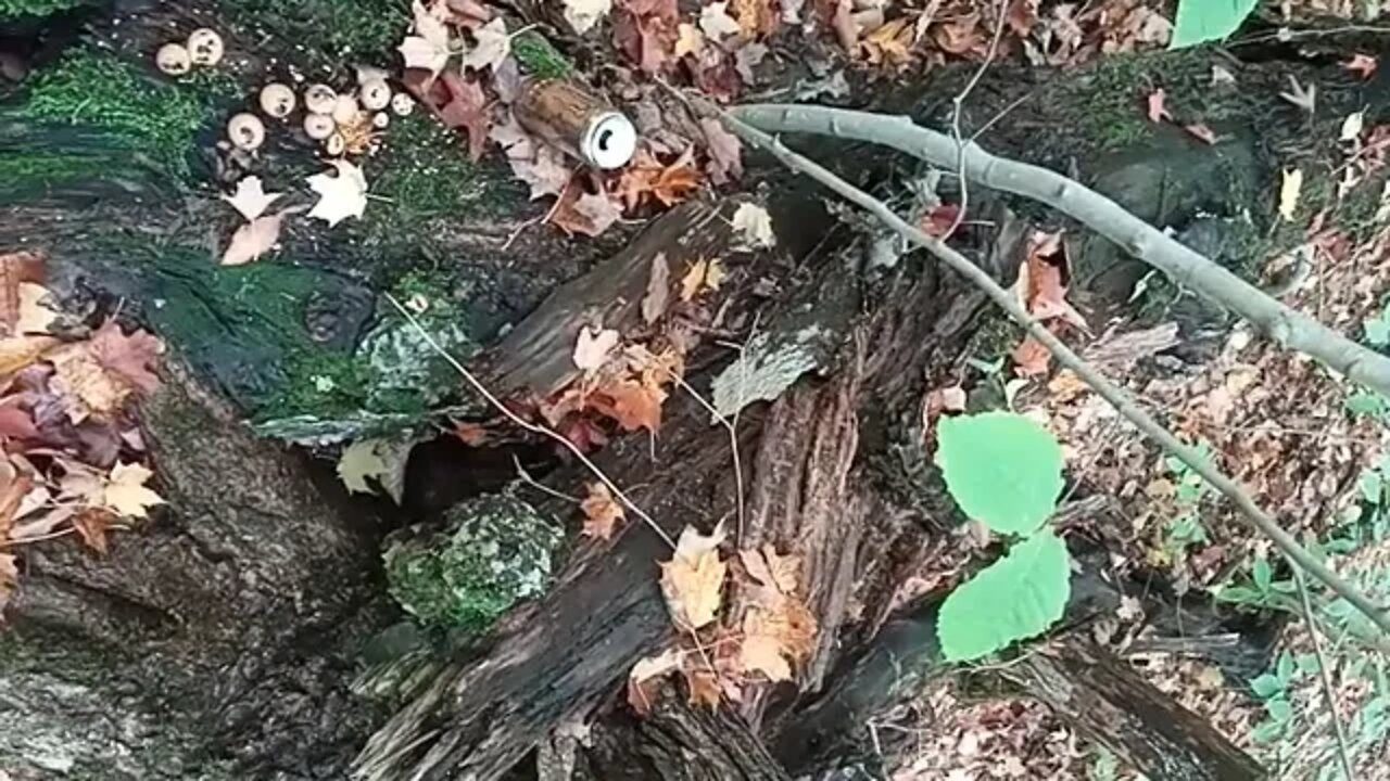 Mushroom ID??? Another Clitocybe?