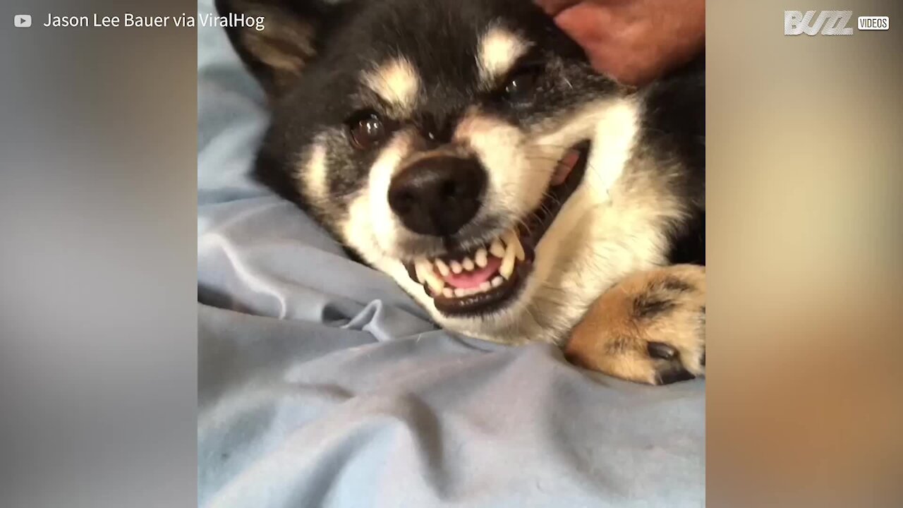 Cão faz barulhos estranhos ao receber beijinhos