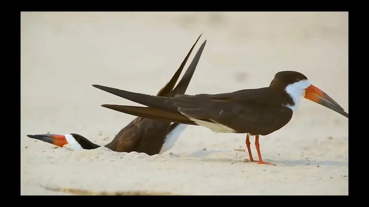 What kind of bird is this in the animal world? Is it courting a mate