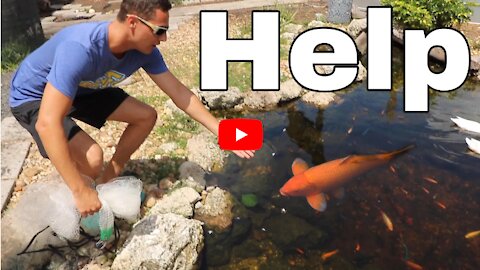 ColorFul Fish TRAPPED For Giant Predator