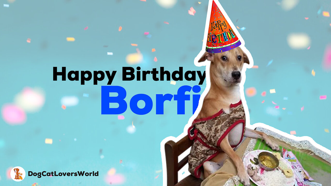 Today our special Barfi dog birthday