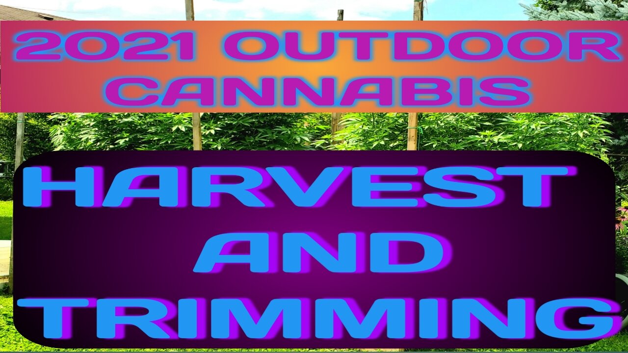 2021 Outdoor Cannabis Grow Harvest and Trimming