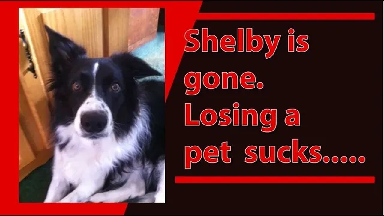 Shelby is gone Losing a pet sucks