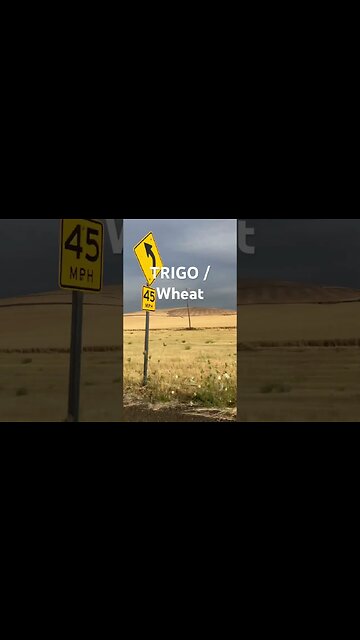 Agriculture Know where your cereal comes from. Wheat 🌾 Trigo #learning #life #english