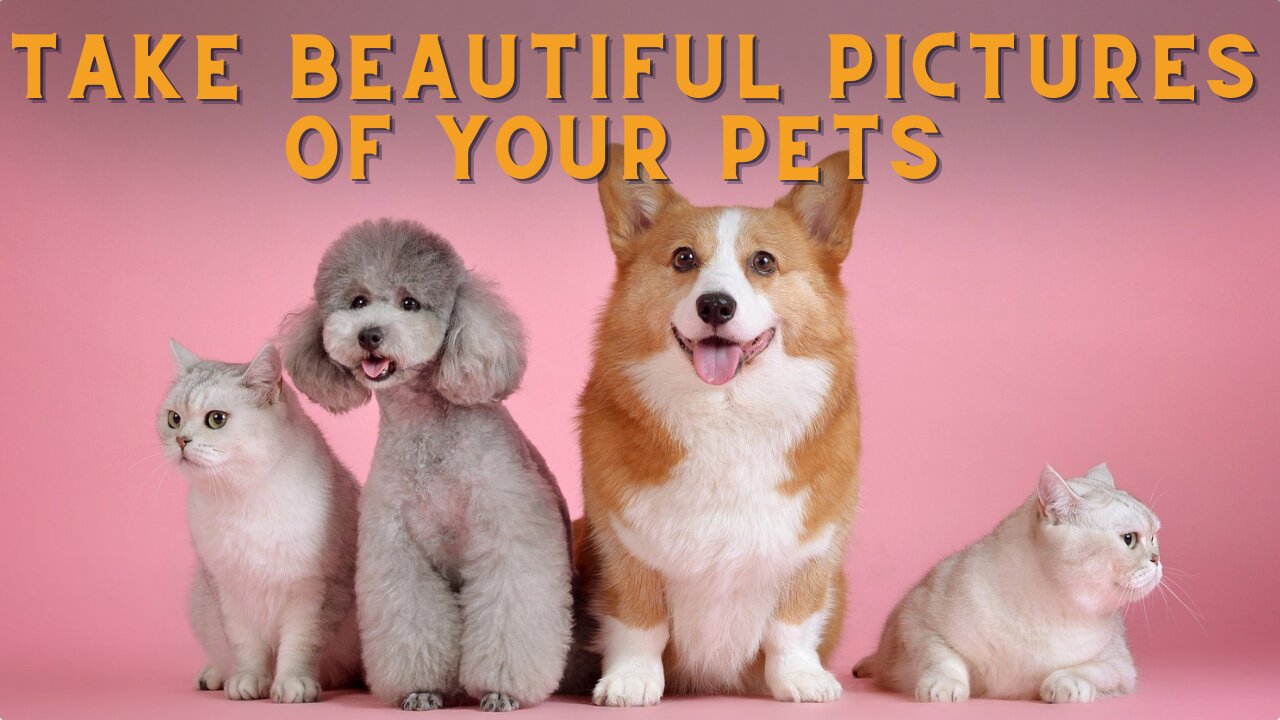 10 HACKS for BETTER PET PHOTOGRAPHY