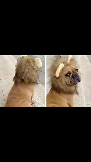 Dog Dressed As A Lion King, Shows His Charm