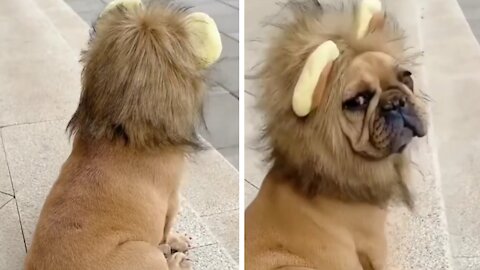 Dog Dressed As A Lion King, Shows His Charm