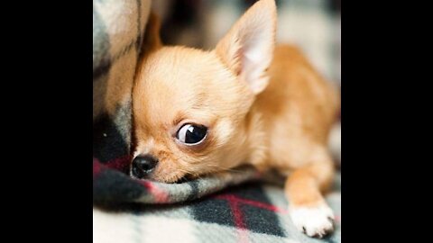 CHIHUAHUA JEALOUS DOG 2021