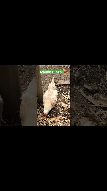 Sweetie hen ❤️ #freerange #chickens