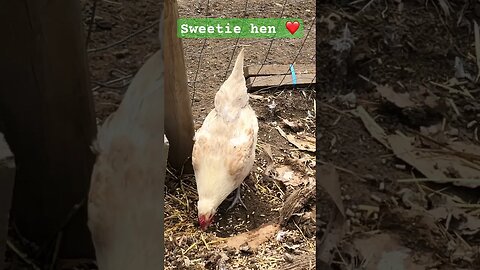 Sweetie hen ❤️ #freerange #chickens