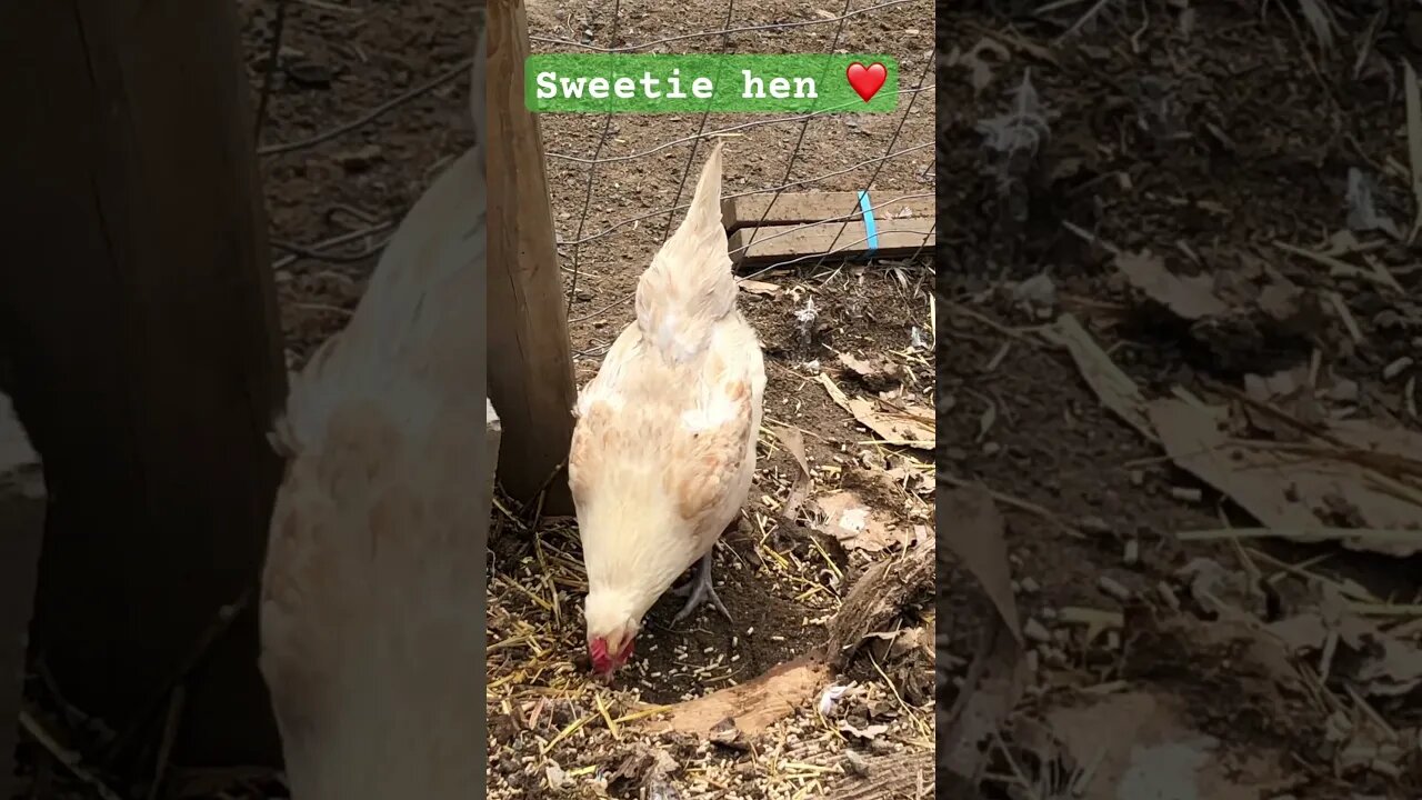 Sweetie hen ❤️ #freerange #chickens