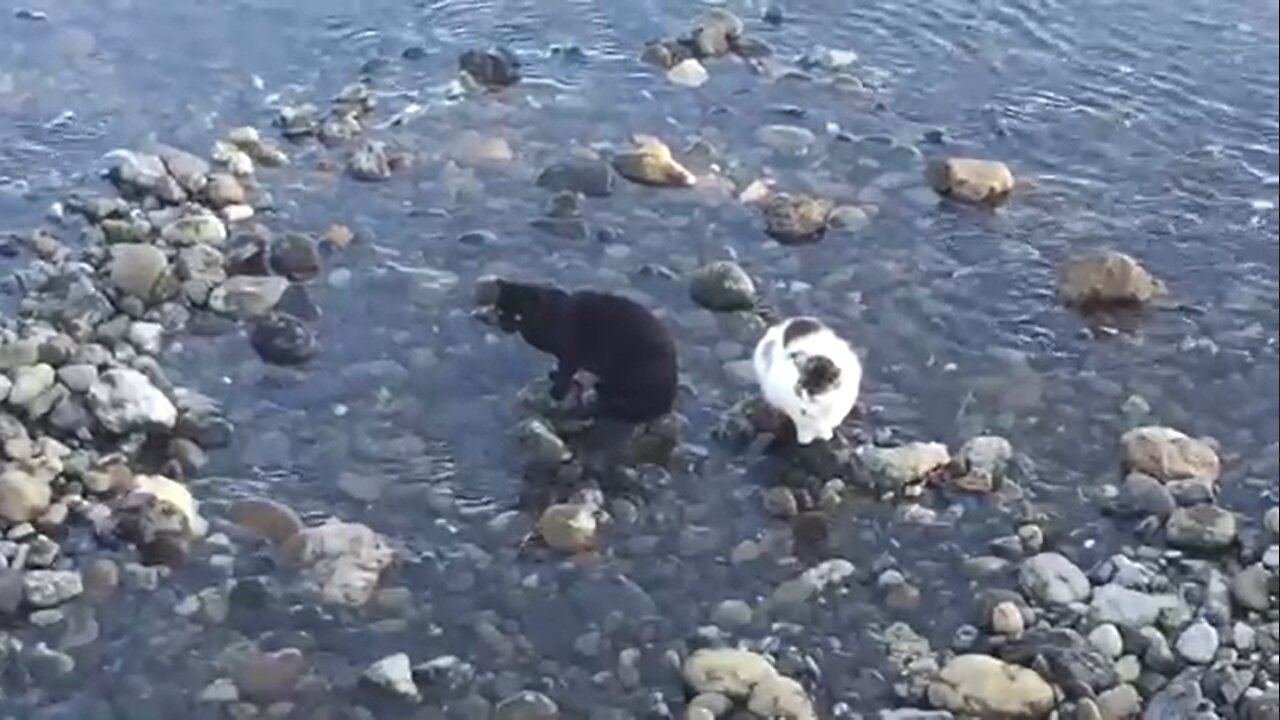 FISHERMAN CAT🐈