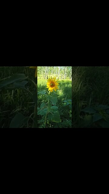 Another beautiful Sunflower in the paddock