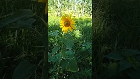 Another beautiful Sunflower in the paddock