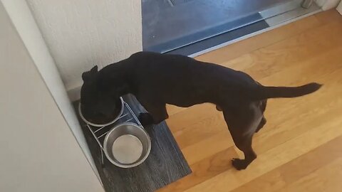 FEEDING PATTERDALE TERRIERS male dog BSL ESTACADO female bitch BSL OBSCURA seperatedly DEMONSTRATION