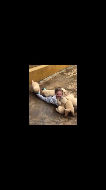 Amazing dogs | does this one refuse to get old