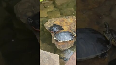 Turtles on the Rock! #turtle #turtles #turtlepond #shorts