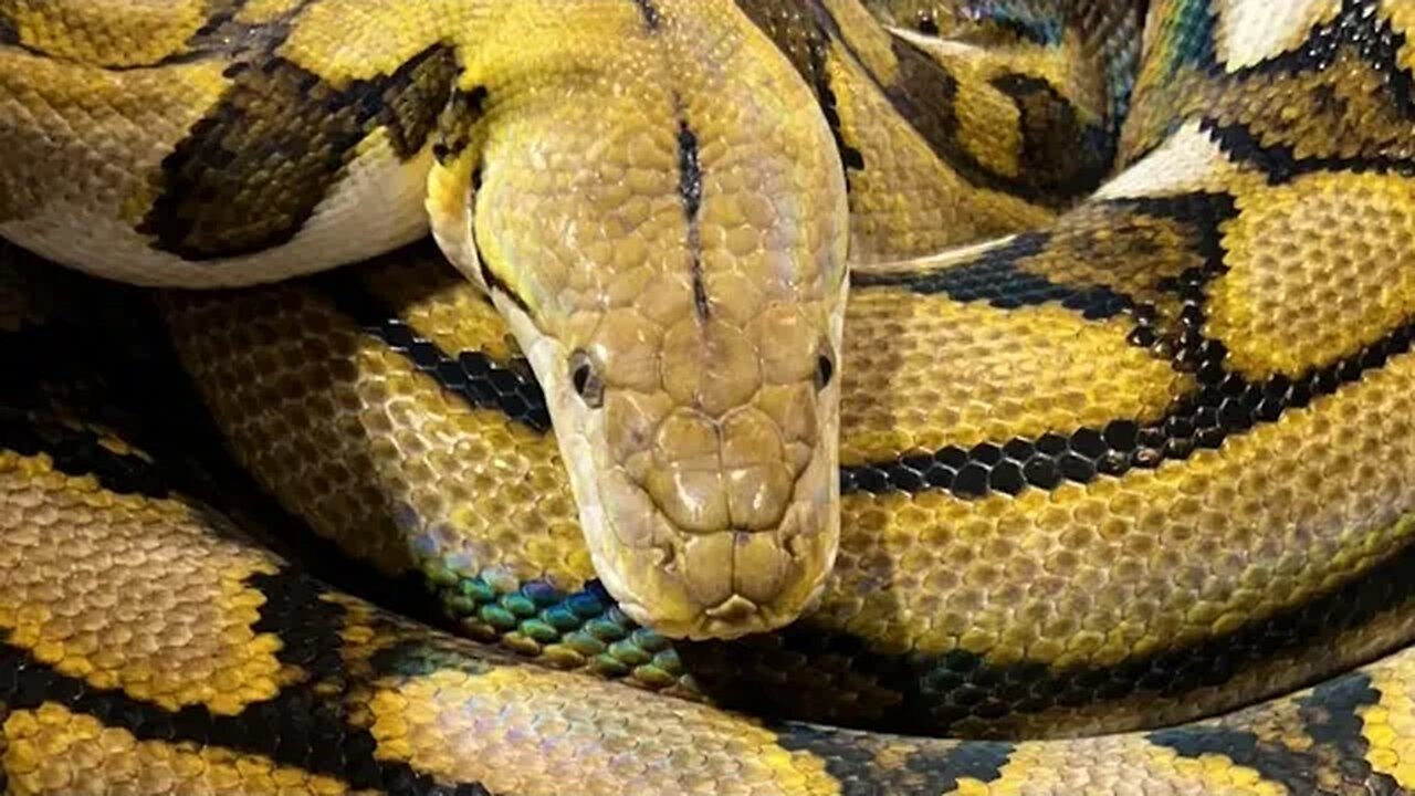 Weighing a reticulated python!