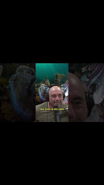 Cuttlefish vs octopus - Joe Rogan reacting to cuttlefish changing colors - Forrest Galante