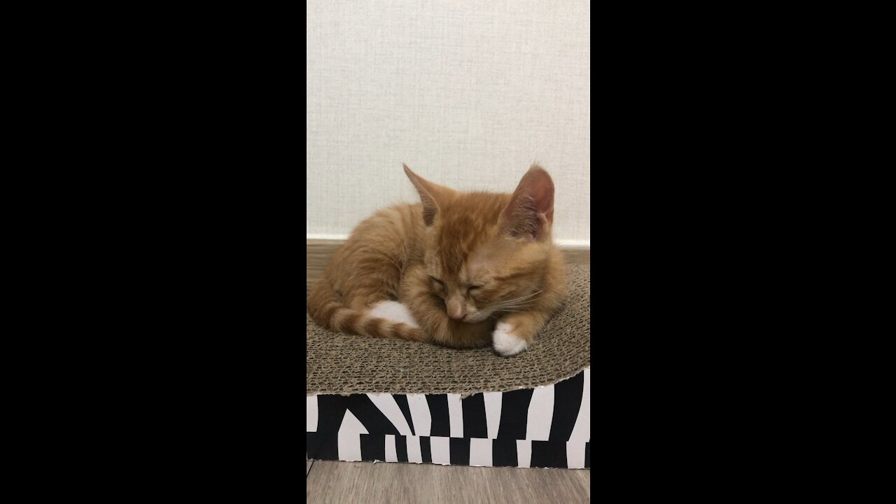 baby cat sleeping