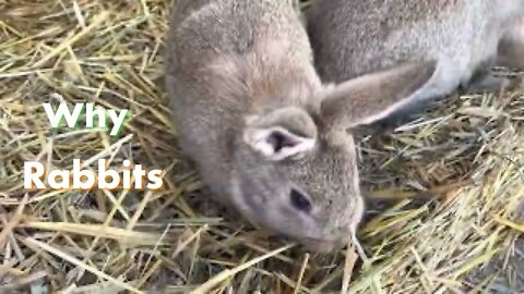 Why Rabbits | Sovereign Provisions