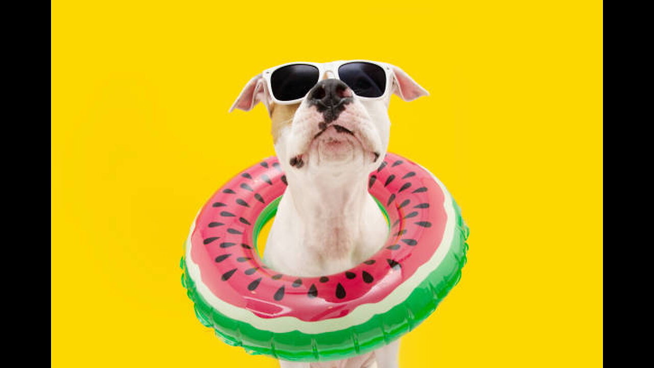 Funny pets compilation 5min