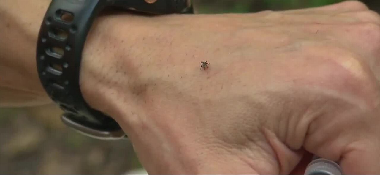 CDC: tick season to peak in June