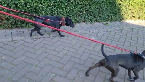 PATTERDALE TERRIERS Movement Musculature, Muscles, CONDITIONING, Conditioned, Fit Fell dogs