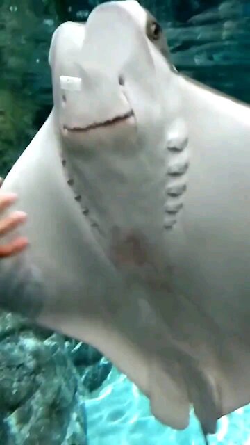 Sting ray smiles for the camera